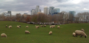 Mudchute Farm vista